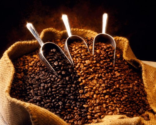 Bolivian Organic 100% Arabica Fresh Coffee Beans (Medium Roast (Full City +), 10 pounds Whole Beans)